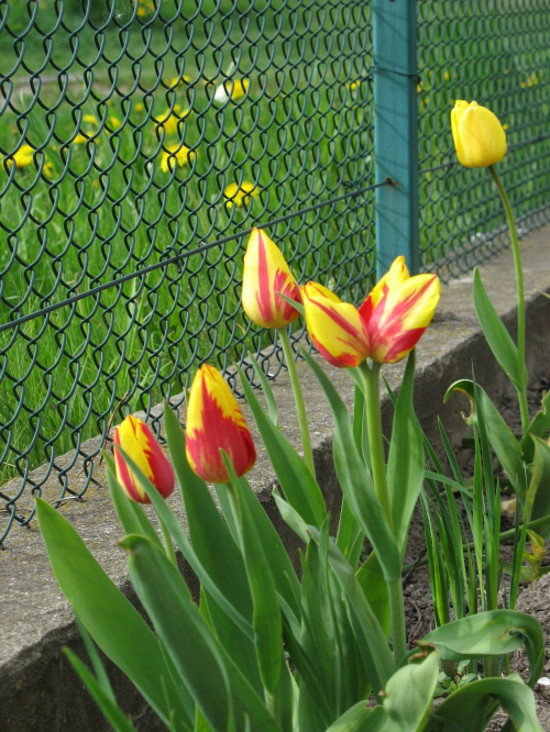 Kwiaty na działce - Tulipany (dwugłowe dziwadełko) #Kwiaty #działka #wiosną