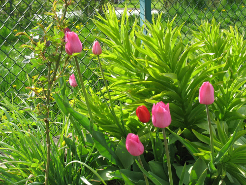 Kwiaty na działce - Tulipany #Kwiaty #działka #wiosną