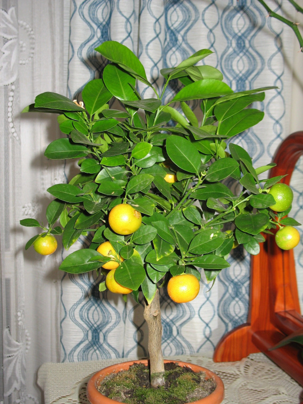 Citrus Mitis - miniaturowa pomarańcza #Kwiaty #domowe #doniczkowe
