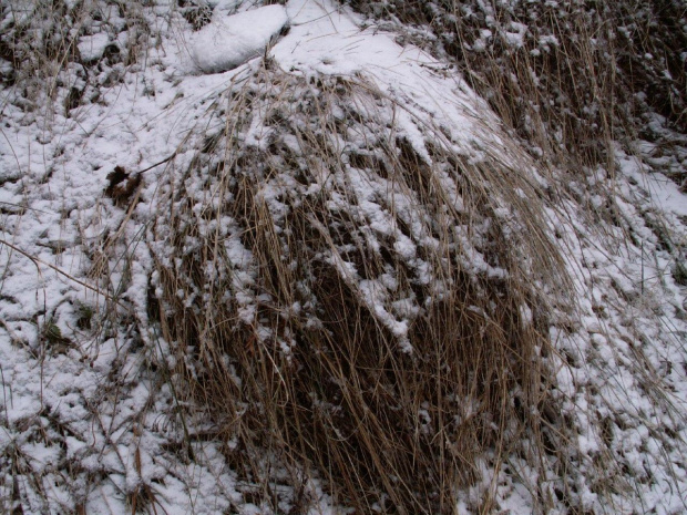 Sposobało mi się więc pstryknąłem fotkę :) #trawa #siano #śnieg #zima