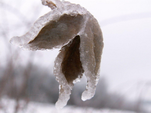 Pokryte lodem :) #makro #lód #PokryteLodem #rośliny #roślina #zima
