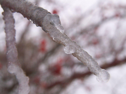 Pokryte lodem :) #makro #lód #PokryteLodem #rośliny #roślina #zima