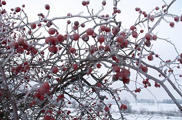 Zamarznięte owoce dzikiej róży #DzikaRóża #róża #roślina #owoce #zima #mróz #lód