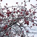 Zamarznięte owoce dzikiej róży #DzikaRóża #róża #roślina #owoce #zima #mróz #lód
