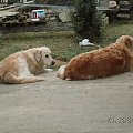 Pilnujemy chaty