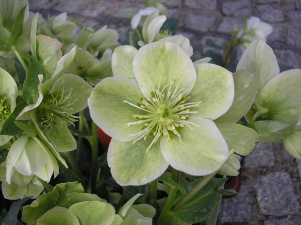 Helleborus x nigercors 'HGC Green Corsican'