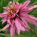 Echinacea Doppel Decker