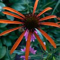 Echinacea Art's Pride