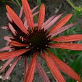 Echinacea Arts Pride