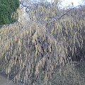 Corylus avellana 'Pendula'