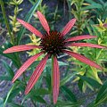 Echinacea Arts Pride