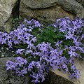 #campanula