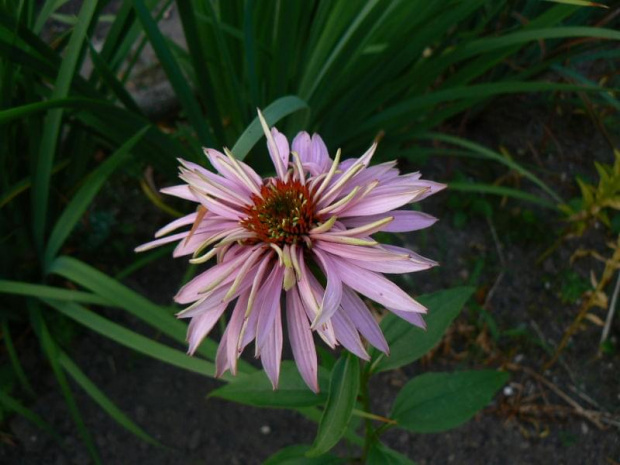 Echinacea Doppel Decker