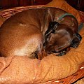 Ciiii..... bo śpi..... #PosokowiecBawarski #pies #suczka #suka #PiesMyśliwski