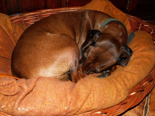 Ciiii..... bo śpi..... #PosokowiecBawarski #pies #suczka #suka #PiesMyśliwski