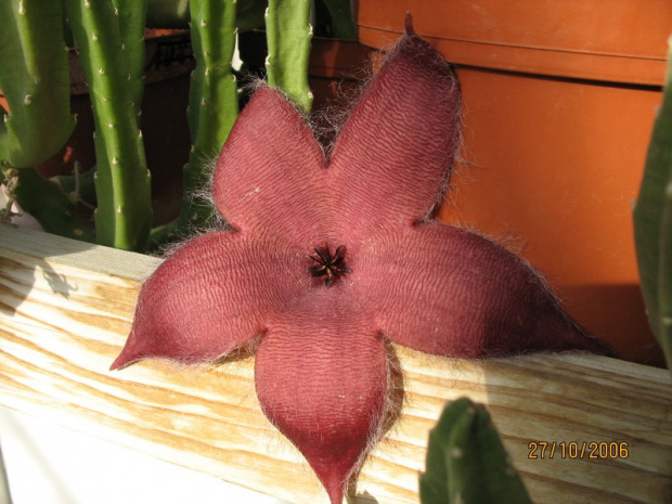 Stapelia hirsuta.