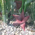 Stapelia sp.