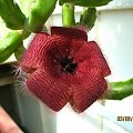 Stapelia sp.