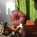 Stapelia sp.