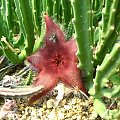 Stapelia hirsuta.