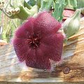 Stapelia sp.