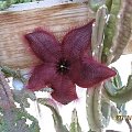 Stapelia sp.