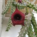 Huernia schneideriana.