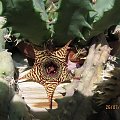 Huernia stapeliaeformis.