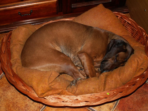 Oto jedna z uroczych pozycji śpących mojej Korci :) #kora #pies #PosokowiecBawarski #kojec #łóżko #spanie #spanko