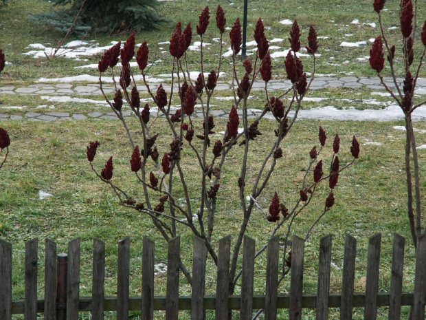 Tak wygląda zima w Bęble na dzień dzisiejszy (13.01.2008) #zima #wiosna #odwilż #ocieplenie #Bębło