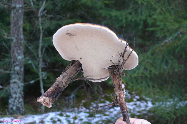 Żagiew (Polyporus) #BagnaSnopkowskie #PuszczaPiska