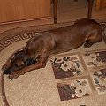 Nowa, nigdy wcześniej niespotykana, pozycja leżąca Kory :D #pies #suczka #PosokowiecBawarski #waruj