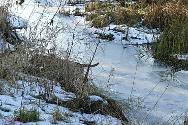 Bagna Snopkowskie - Snopkowska Struga #BagnaSnopkowskie