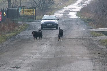 Zagroziły nam z daleka i musieliśmy zrobić "w tył zwrot" :P #pies #psy #groźne #szczekanie