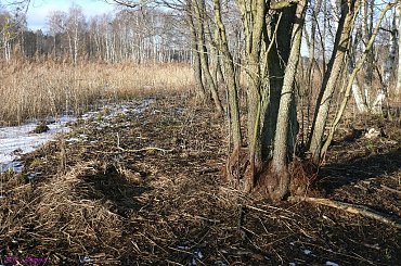 Bagna Snopkowskie - legowisko dzika #BagnaSnopkowskie