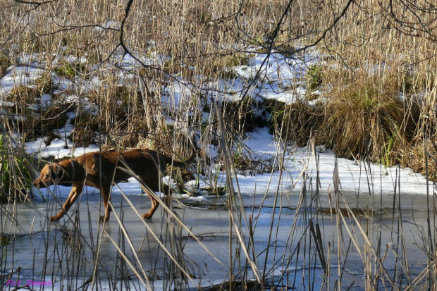 Bagna Snopkowskie - Snopkowska Struga #BagnaSnopkowskie