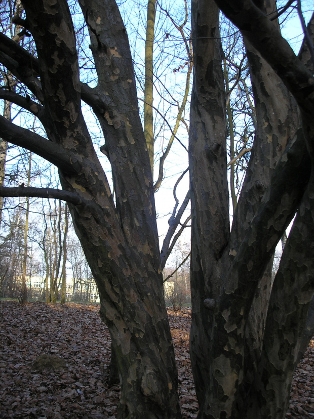 Parrotia persica