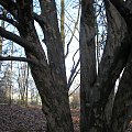 Parrotia persica