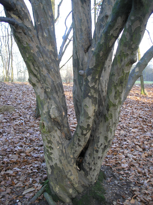 Parrotia persica