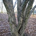 Parrotia persica