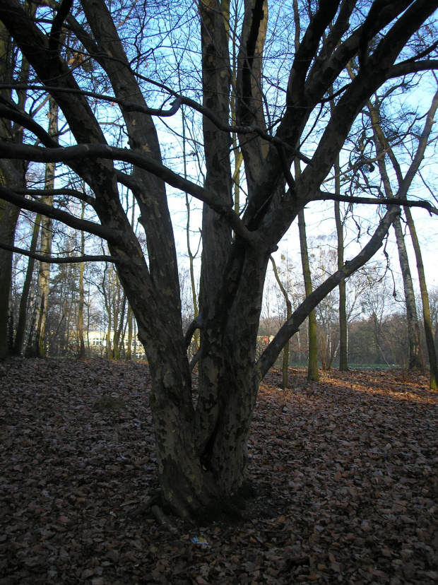 Parrotia persica