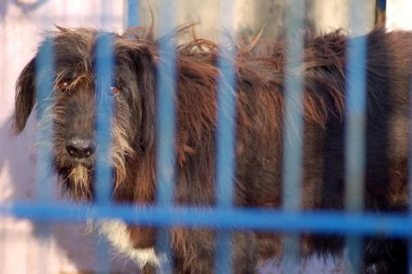 Dyguś i Dygusiowa to psiaki które nie nadają się do adopcji.
Kudłaty Dyguś tak bardzo się boi ludzi, że jak nie może uciec to wciska się w kąt i załatwia pod siebie. Gładkowłosa Dygusiowa jest odważnym pieskiem, broni Dygusia, ale do ludzi jest bardzo...