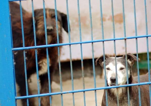 Dyguś i Dygusiowa to psiaki które nie nadają się do adopcji.
Kudłaty Dyguś tak bardzo się boi ludzi, że jak nie może uciec to wciska się w kąt i załatwia pod siebie. Gładkowłosa Dygusiowa jest odważnym pieskiem, broni Dygusia, ale do ludzi jest bardzo...