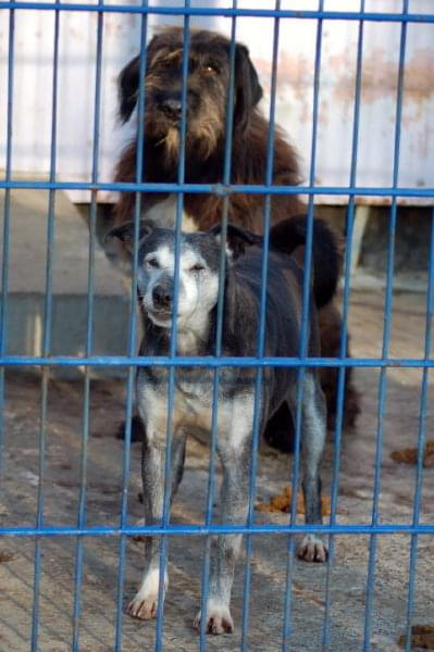 Dyguś i Dygusiowa to psiaki które nie nadają się do adopcji.
Kudłaty Dyguś tak bardzo się boi ludzi, że jak nie może uciec to wciska się w kąt i załatwia pod siebie. Gładkowłosa Dygusiowa jest odważnym pieskiem, broni Dygusia, ale do ludzi jest bardzo...