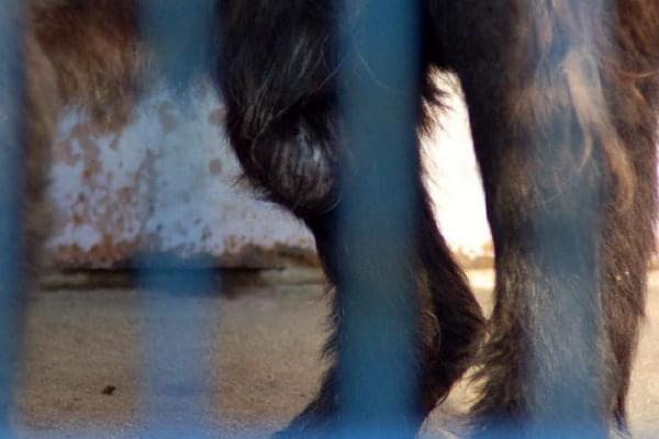 Dyguś i Dygusiowa to psiaki które nie nadają się do adopcji.
Kudłaty Dyguś tak bardzo się boi ludzi, że jak nie może uciec to wciska się w kąt i załatwia pod siebie. Gładkowłosa Dygusiowa jest odważnym pieskiem, broni Dygusia, ale do ludzi jest bardzo...