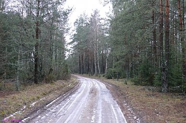 Okolica nieistniejącej wioski Wolisko Duże #WoliskoDuże #Mazury