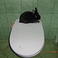 królik na WC 01