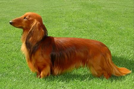 BEN vom Dorotheental - pies mojej babci. #jamniki #ben #dorotheental