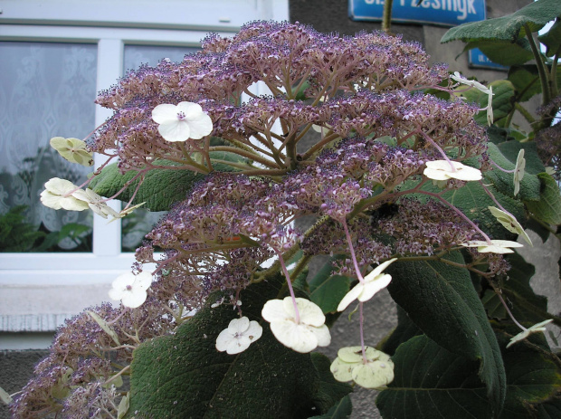 Hydrangea aspera var. sargentiana