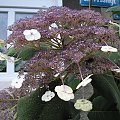 Hydrangea aspera var. sargentiana